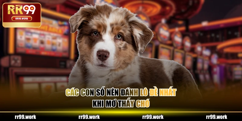 Các con số nên đánh lô đề nhất khi mơ thấy chó