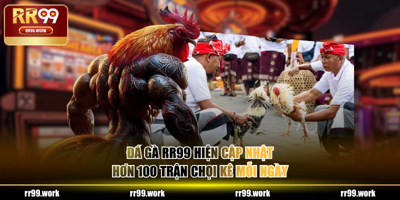 Đá Gà RR99 hiện cập nhật hơn 100 trận chọi kê mỗi ngày